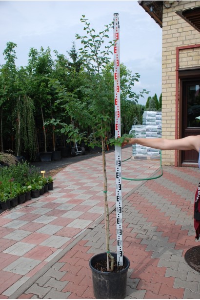 Боярышник колючий Поль Скарлет - 35л/вис.140-160см/Ø40-60см